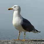 Sogni Di 제노바